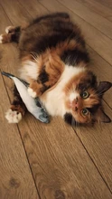 8 Styles Fun Catnip Toys For Cats Simulation Fish Plush Cat Pet Toys Cats Products For