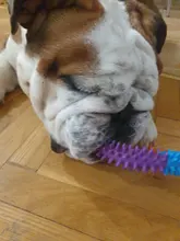 Anillo de espina Multicolor de goma TPR, juguete para mascotas, gato y perro, calidad Molar, juguete ambiental para gatos y perros