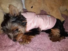 Clothing Jacket Puppy-Coat Dogs Pet-Chihuahua Winter Yorkshire Small Medium Pug for Schnauzer