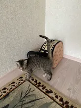 Bolso de hombro transpirable para mascotas, mochila plegable de viaje para el hombro, para exteriores