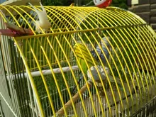 Periquito de piedra Molar de 4cm, juguete de cacatúa, Mineral, loro, boca, piedra de molienda, jaula de piedra, juguete