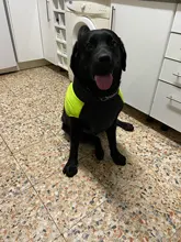 Jacket Puppy-Clothing Dog-Coat Dogs Golden-Retriever Waterproof Winter Pet-Vest Small