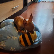 1pc Pet Dog Toys Squeak Plush Toys for Dogs Slipper Shape Dog Chew Toy Soft Plush Puppy