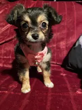 Ancla gato arnés tipo chaleco para perro con correa pajarita ajustable traje de esmoquin Bowknot lindo gato conjunto de Correa y arnés para gatos gatito cachorro 10