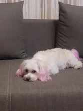 80g Gatos Perros mascotas animales pelo Color brillante colorantes de pigmento de agente suministros pelo colorear perro seguro Accesorios