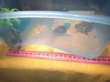 Vivarium-Box Platform Feeding-Box Tortoise Basking-Ramp Turtle Reptile Home-Aquarium