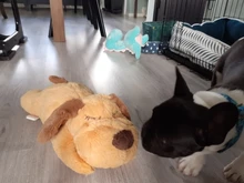 Juguete de entrenamiento de Mascota de peluche para cachorros, alivio de la ansiedad, ayuda para dormir, mordedores de juguete para perros