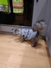 Ropa de gato para primavera y verano, chaleco estampado para mascotas a la moda, ropa divertida para gatos, 11C40S3