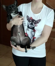 Women T-Shirt Dog-Design Chihuahua Summer New-Fashion Lovely ZOGANKIN Momma-Print Tee
