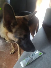 Crema nutritiva para perros, suplemento de calcio para gatos y cachorros, 125g, acondicionamiento de la mascota, alimentos gastrales