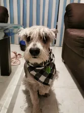Pañuelo clásico a cuadros para perros y gatos, accesorios para el cuidado de mascotas, bufanda pañoleta, toalla de Saliva