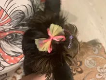 Pinza de pelo de mascota, lazos bandas de goma para perro, accesorios para el cabello de perros, productos para el cuidado de mascotas, regalo, 10 Uds.