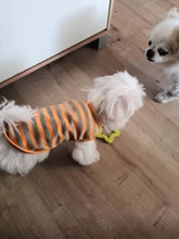 Prendas de verano para perro, Camiseta de algodón para cachorro y gato, chaleco para gato