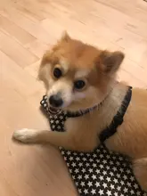 Perro cachorro ajustable para cinturón de seguridad de coche y arnés para perros y gatos, vehículo de mascotas para cinturón de seguridad/cinturón de vida Teddy Yorkie Leash