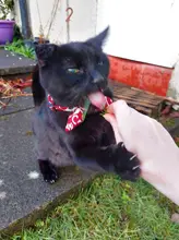 Gato Collar con lazo pajarita Collar de gato para gatos y perros pequeños accesorios gato-Collar gatos y mascotas productos Chihuahua corbata de moño Collar