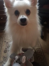 Pet-Toys Duck-Pig Squeak Chew Funny Elephant Fleece Durability Dog Cat Popular Sound-Toy