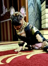 Collar de cadena de moda para perro, accesorios de Metal, cadena de oro para Teddy Bulldogs Bully, Collar de regalo para mascotas, suministros para mascotas