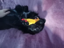 Dog-Toy Rubber Pet-Squeaker-Toys Screaming Chicken Interactive-Chewing Funny Cleaning-Teeth