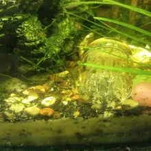 Aquarium-Cleaner-Tool Worm-Bait Shrimp Snail-Trap Leech Vivarium Planarian Red 8-Hole