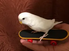 Bird-Toys Bird-Accessories Cockatiel Parrot-Stand Skateboard Parakeet Budgies Traning