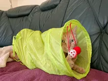 Juguete de túnel para mascotas, tubos de juego con 2 agujeros, bolas plegables, antiarrugas, para cachorros, hurones y conejos