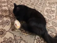 8 Styles Fun Catnip Toys For Cats Simulation Fish Plush Cat Pet Toys Cats Products For