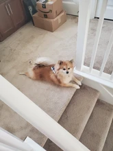 Bandanas de algodón para perro, bufanda de mascota grande, lazo lavable a cuadros, Collar, bufanda para perro y gato, accesorios grandes para perro