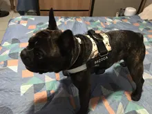 Arnés de perro sin tirones, arnés de mascota ajustable transpirable reflectante para chaleco de perro, Parche de identificación personalizado para exteriores, suministros para perros que caminan