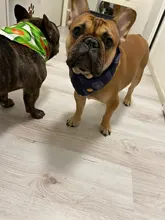 Pañuelo de poliéster con estampado de dibujos animados para perro y gato, suministros y accesorios para mascotas