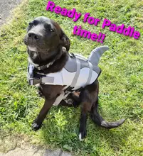 Vida de perro chaqueta Ripstop perro salvavidas tiburón chalecos con el rescate de mascota perro seguridad traje de baño para piscina playa de navegación