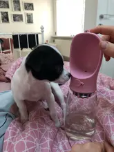 Drinking-Bottle Pet-Cups Water-Feeders Feeding Portable Dog Cat 550ML Health Geekinstyle