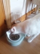 Dispensador de agua automático para bol de gato 2 en 1, almacenamiento de agua automático, cuenco de comida para perros y gatos, contenedor de comida con agua, alimentador para mascotas