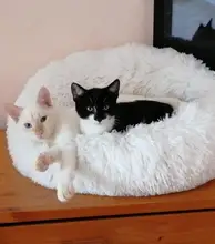 Plush Dog Dog-Bed Cat House Chihuahua Super-Soft Sofa Mats Kennel Round Washable Long