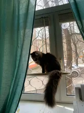 Hammock Hanging-Beds Pet Window Cute Bearing Sunny-Seat Cat Comfortable Soft 20kg Pet-Shelf