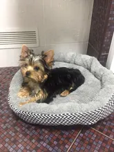 Cama para mascotas, accesorios para mascotas, franela gruesa y cálida, transpirable, circular, para perros pequeños, medianos y grandes