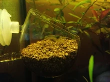 Maceta de cristal para Acuario decoración para peces, musgo de planta Coral, Copa cilíndrica, decoración de Acuario, adorno para plantación de césped