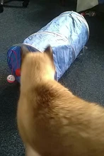 Juguete de túnel para mascotas, tubos de juego con 2 agujeros, bolas plegables, antiarrugas, para cachorros, hurones y conejos