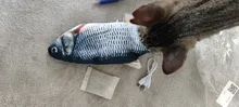 Cat-Toy Playing-Supplies Simulation-Fish-Toys Pet Usb-Charging Cat-Chewing Fish-Shape