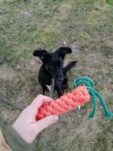 MZHQ-juguete para perros de 22cm con forma de zanahoria, cuerda, juguetes masticables para cachorros, limpieza Teath, entrenamiento divertido al aire libre, 1 unidad