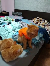 Ropa de gato para primavera y verano, chaleco estampado para mascotas a la moda, ropa divertida para gatos, 11C40S3