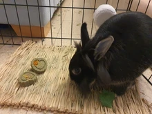 House-Pad Cage-Bed Hamster Guinea-Pig Rabbit-Grass Small Animal Chew Mat