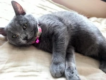 Collares brillantes con campanas para mascotas, brillo nocturno, luz para gatos, collar luminoso