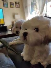 Bichon Frise-cachorro de Animal relleno juguete de peluche de perro, simulación de mascotas bonitas mullidas, muñecas de bebé, regalos de cumpleaños para niños