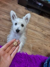 Etiquetas de identificación personalizadas para perros y gatos, colgante con nombre, dirección, Collar