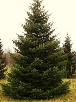 Spruce Siberian. Seeds 50 PCs 
Spruce Siberian. Seeds 50 PCs
