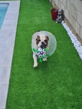 Interactive-Football-Toys Pets-Toy Tpu-Ball Dog-Training-Accessories Small Dogs Bite-Resistant