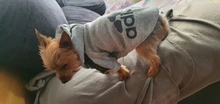 Adidog-ropa de invierno para mascotas, sudaderas pequeñas y de perro de talla mediana, ropa para cachorros, sudadera para perros, Chihuahua, novedad de 2020