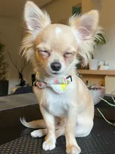 Pajarita elástica de seguridad con cascabel para perros y gatos pequeños, Collar seguro con patrón de baya, productos para mascotas, Collar para perros, suministros para mascotas