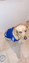 Perro ropa para mascotas Casual con capucha abrigo otoño perros grandes abrigo chaqueta ropa Labrador traje de impresión en Color de gran tamaño