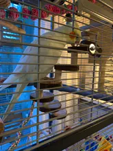 Ladder Perches-Stand Hamster Birds Parrot Wooden Stairs Climbing Molar Exercise